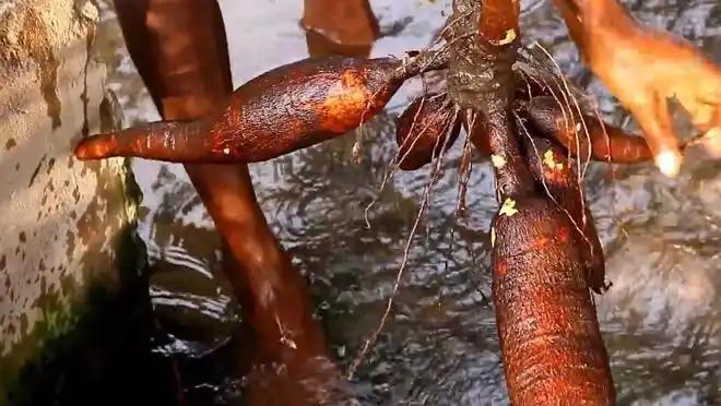 kaiyun体育全站1千克就能致命但却被当成“主食”端上餐桌至今仍在大量种植(图7)