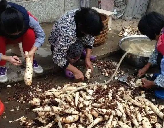 kaiyun体育全站1千克就能致命但却被当成“主食”端上餐桌至今仍在大量种植(图15)