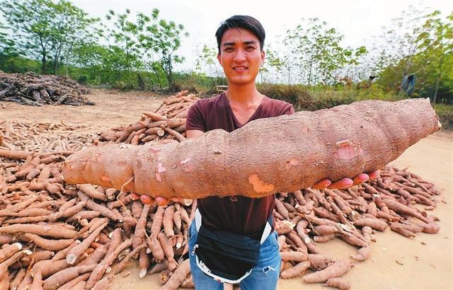 kaiyun体育全站1千克就能致命但却被当成“主食”端上餐桌至今仍在大量种植(图17)