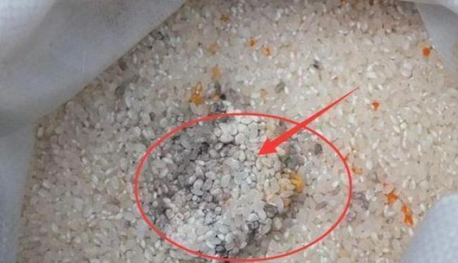 kaiyun体育全站1千克就能致命但却被当成“主食”端上餐桌至今仍在大量种植(图16)