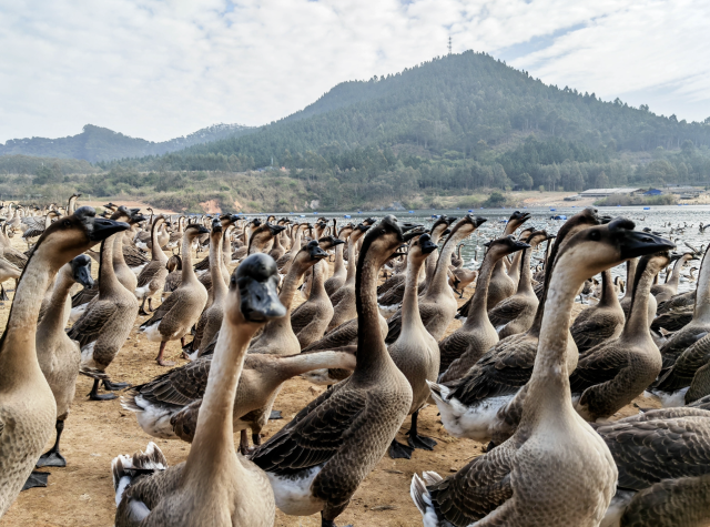 跑高明稻马品人间烟火味！高明“地标宴”让农产品从“田间地头”走向餐桌(图1)