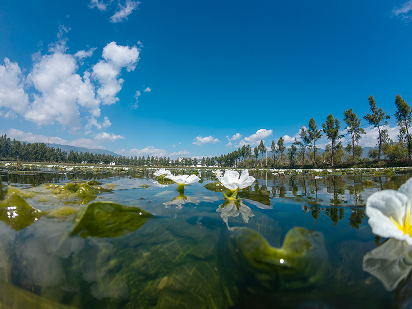 观云台珍稀植物这样化身城市餐桌食物kaiyun体育网页版(图1)