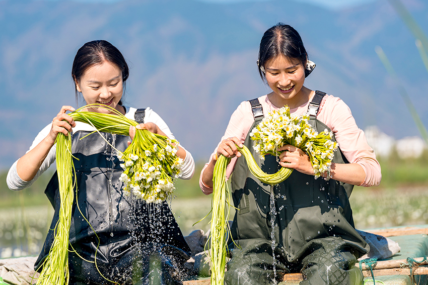观云台珍稀植物这样化身城市餐桌食物kaiyun体育网页版(图4)