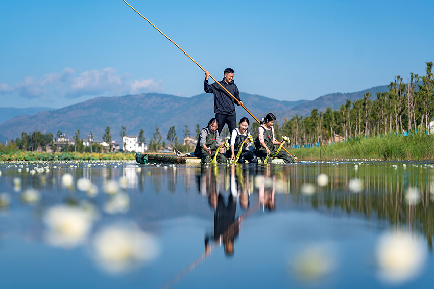 观云台珍稀植物这样化身城市餐桌食物kaiyun体育网页版(图3)