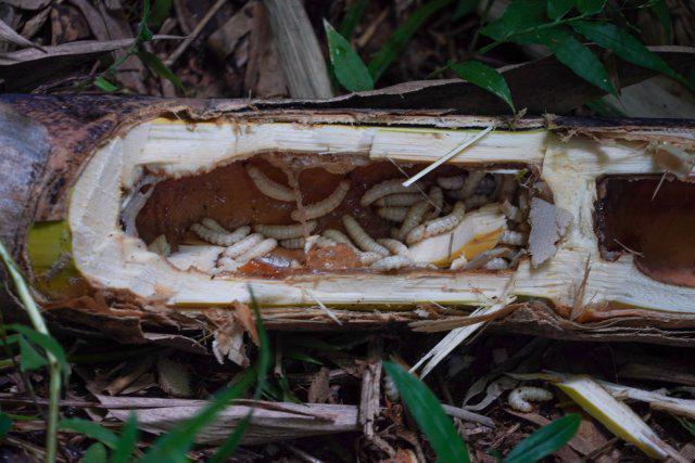 开屏策划｜云南人的餐桌到底有多“野”？胆小慎点！(图8)