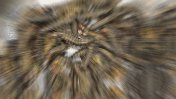 开屏策划｜云南人的餐桌到底有多“野”？胆小慎点！(图6)