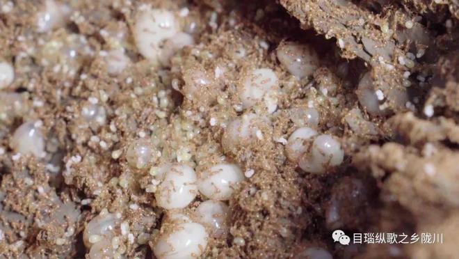 开屏策划｜云南人的餐桌到底有多“野”？胆小慎点！(图10)