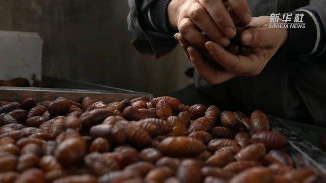 开屏策划｜云南人的餐桌到底有多“野”？胆小慎点！(图3)