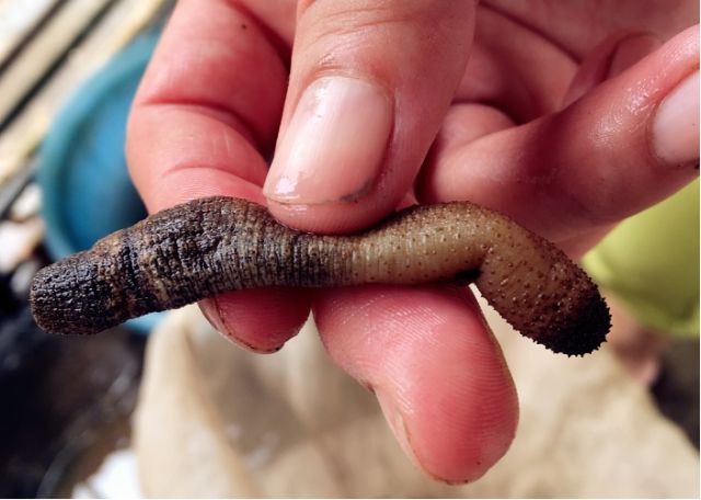 开屏策划｜云南人的餐桌到底有多“野”？胆小慎点！(图4)