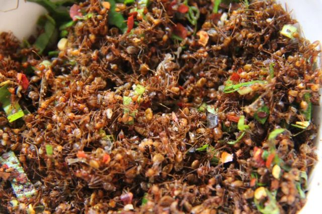 开屏策划｜云南人的餐桌到底有多“野”？胆小慎点！(图9)