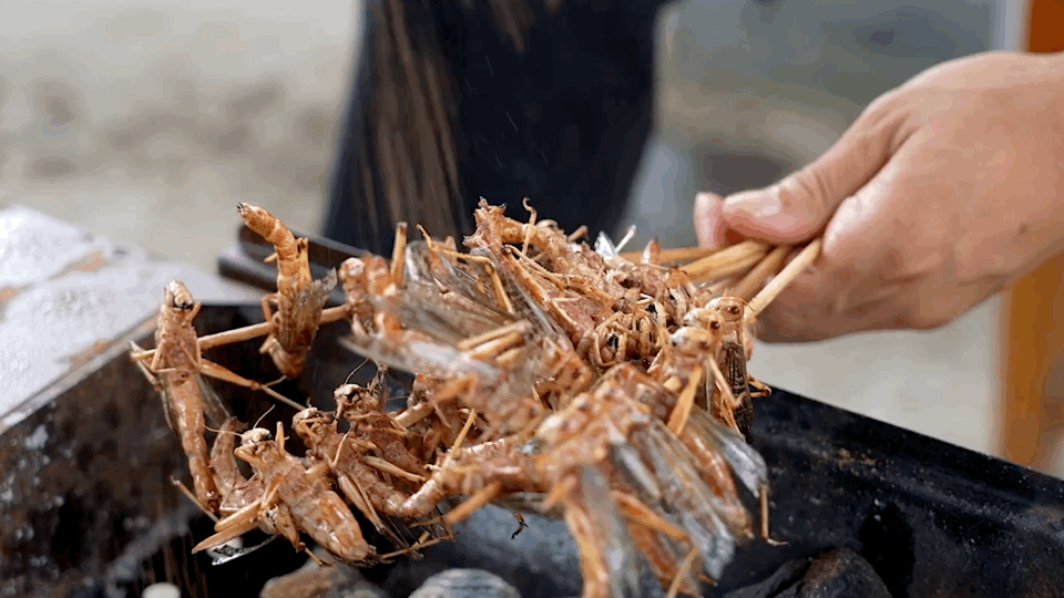 开屏策划｜云南人的餐桌到底有多“野”？胆小慎点！(图13)