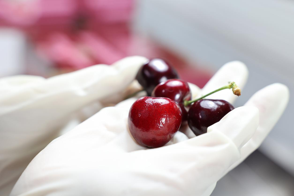 kaiyun体育全站开辟绿色通道提供高效服务！成都迎来2024产季单批最大货量智利进口车厘子(图1)