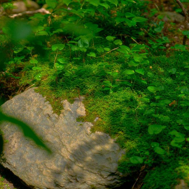 原来小房子需要这样装修：一家三口住家居留白多空间显大(图1)