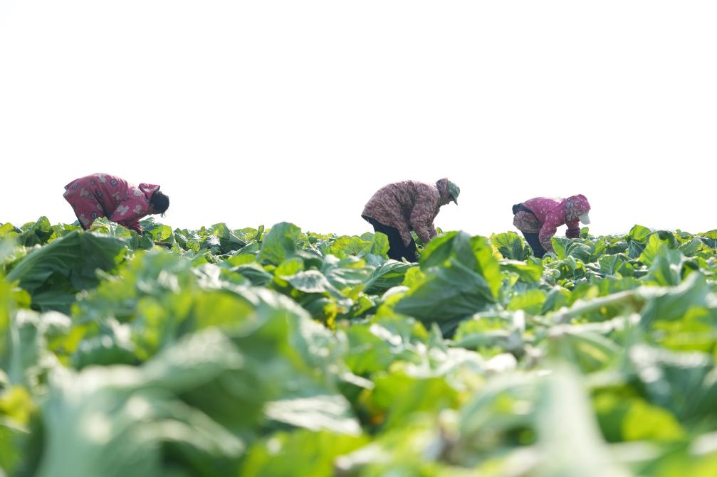 重返团洲垸我们看了这些kaiyun体育全站变与不变(图3)