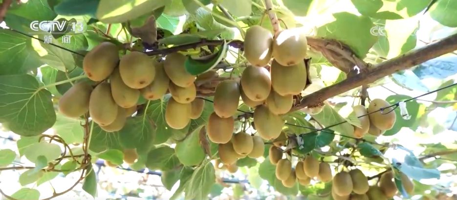 水果刺客→亲民爆款科技为百姓“果盘子”注入“鲜”力量(图14)