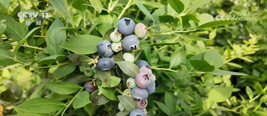 水果刺客→亲民爆款科技为百姓“果盘子”注入“鲜”力量(图4)