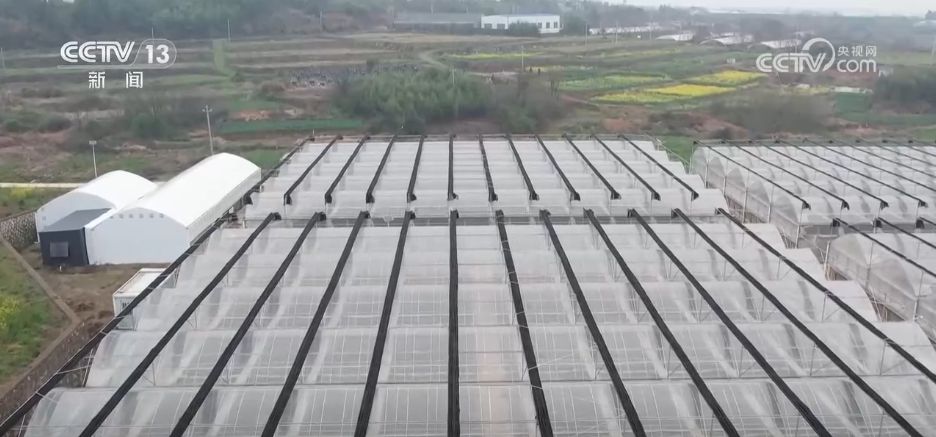 水果刺客→亲民爆款科技为百姓“果盘子”注入“鲜”力量(图8)