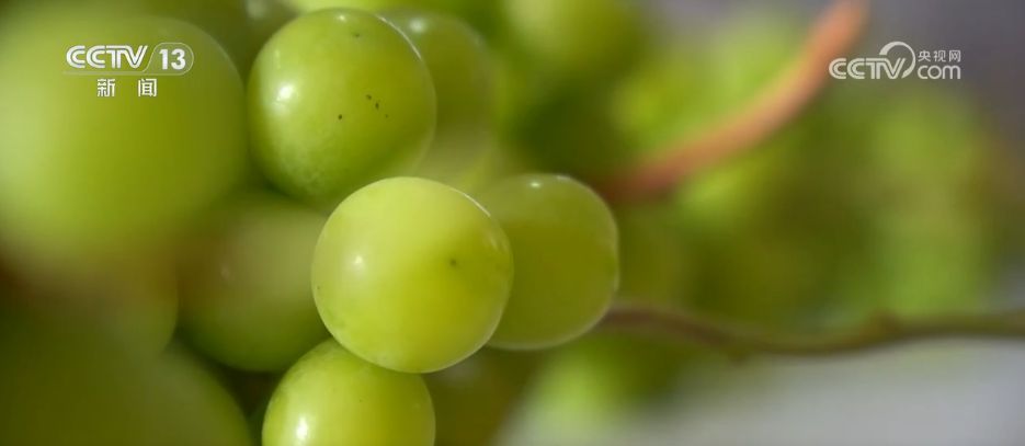 水果刺客→亲民爆款科技为百姓“果盘子”注入“鲜”力量(图12)