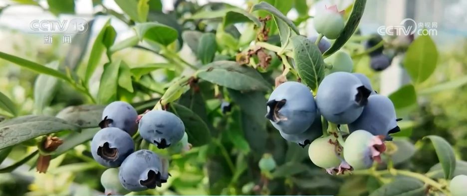 水果刺客→亲民爆款科技为百姓“果盘子”注入“鲜”力量(图9)