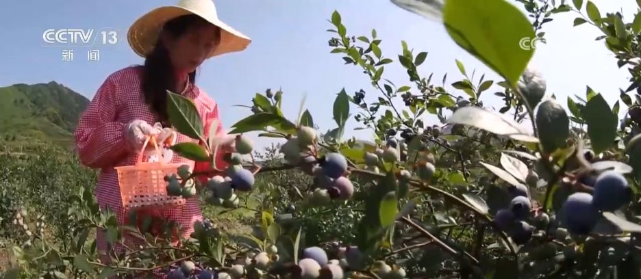 水果刺客→亲民爆款科技为百姓“果盘子”注入“鲜”力量(图6)