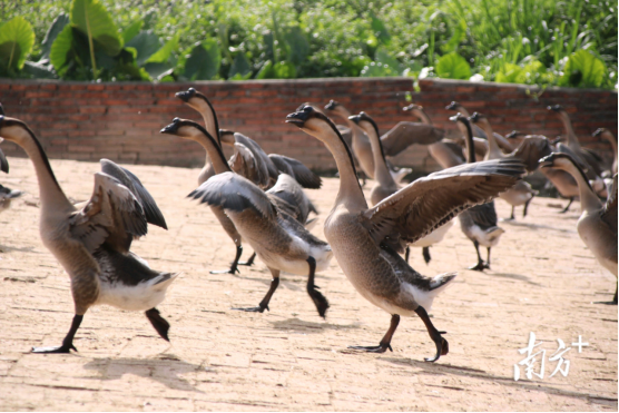 开云体育马冈鹅变“白天鹅”：霸占广东烧鹅70%市场的鹅界顶流(图4)
