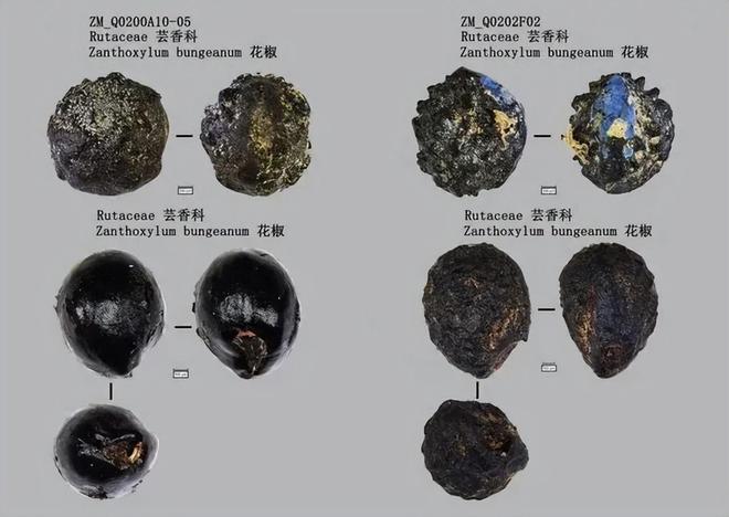 六万年前的川味密码：解码濛溪河人的餐桌与生活图景kaiyun体育全站(图2)