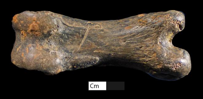 六万年前的川味密码：解码濛溪河人的餐桌与生活图景kaiyun体育全站(图6)