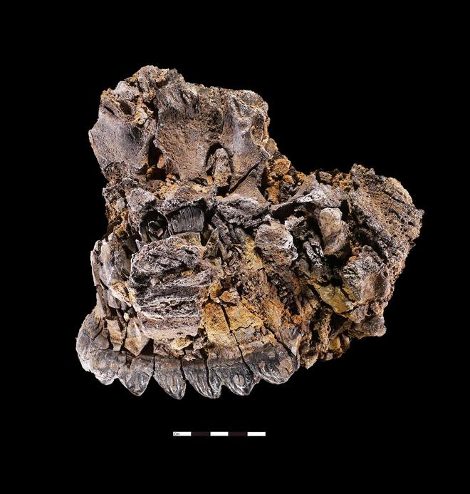 六万年前的川味密码：解码濛溪河人的餐桌与生活图景kaiyun体育全站(图4)