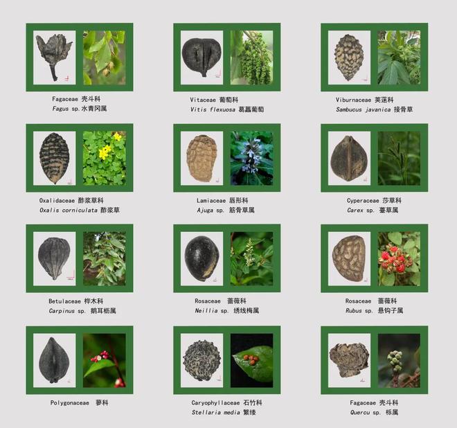 六万年前的川味密码：解码濛溪河人的餐桌与生活图景kaiyun体育全站(图5)