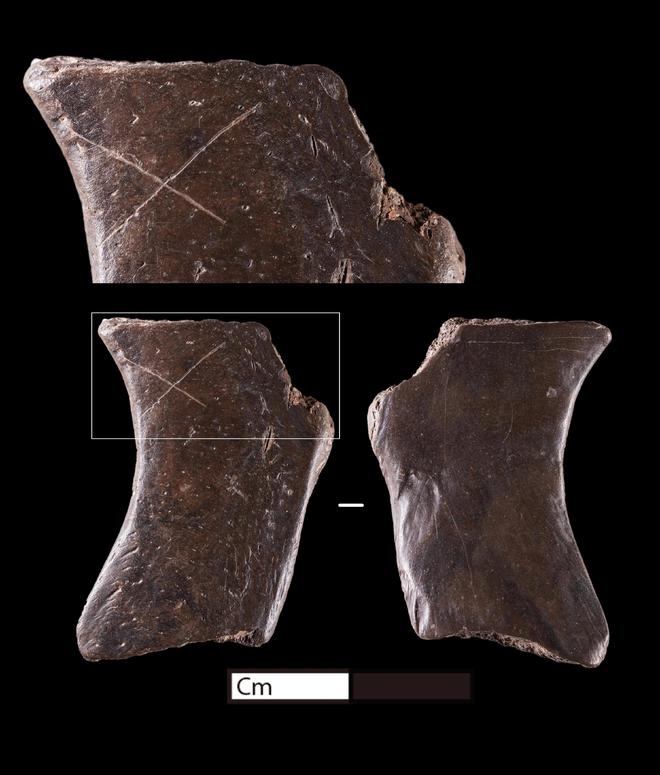 六万年前的川味密码：解码濛溪河人的餐桌与生活图景kaiyun体育全站(图7)