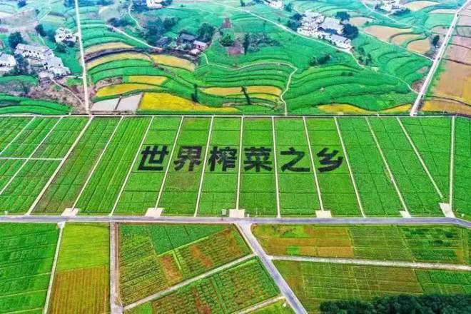 “青疙瘩”闪耀世界餐桌涪kaiyun体育全站陵这样擦亮“金名片”(图2)