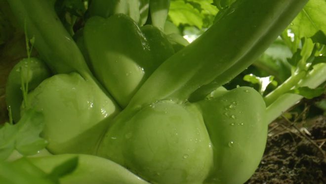 “青疙瘩”闪耀世界餐桌涪kaiyun体育全站陵这样擦亮“金名片”(图3)