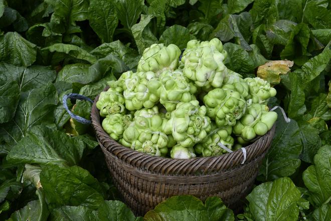 “青疙瘩”闪耀世界餐桌涪kaiyun体育全站陵这样擦亮“金名片”(图5)