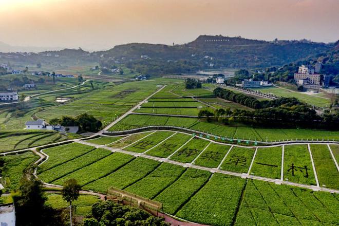 “青疙瘩”闪耀世界餐桌涪kaiyun体育全站陵这样擦亮“金名片”(图4)