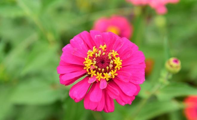 NPD人格最主要的成分是嫉妒(图3)