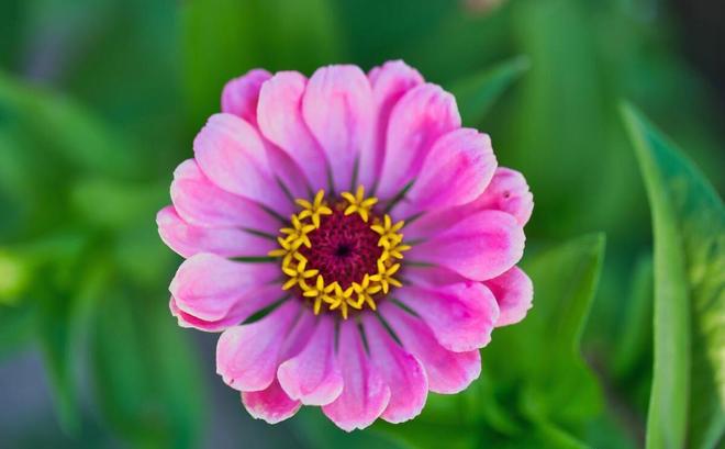 NPD人格最主要的成分是嫉妒(图4)