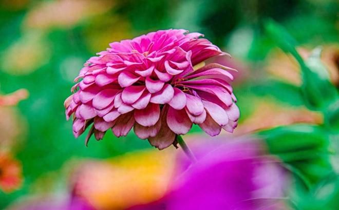 NPD人格最主要的成分是嫉妒(图1)