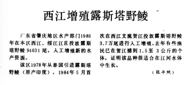 kaiyun体育全站“南亚鱼王”露斯塔野鲮：从丝绸之路走上滋补餐桌(图7)