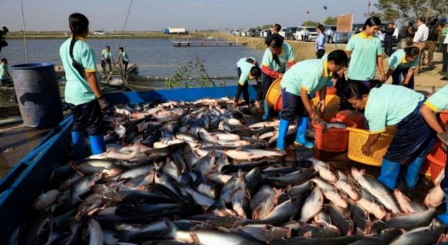 kaiyun体育全站“南亚鱼王”露斯塔野鲮：从丝绸之路走上滋补餐桌(图6)