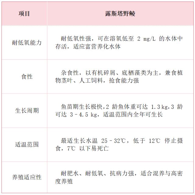 kaiyun体育全站“南亚鱼王”露斯塔野鲮：从丝绸之路走上滋补餐桌(图11)