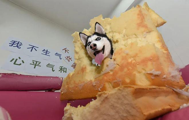 上私教、吃漂亮饭、装修适宠7689万宠物主的“溺爱经济”(图2)