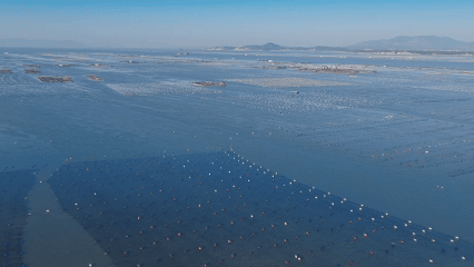 从海洋到餐桌海天蚝油的“领鲜之旅”(图6)