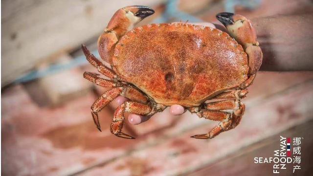 kaiyun体育网页版跨越8000多公里挪威面包蟹将爬上中国消费者的餐桌(图1)