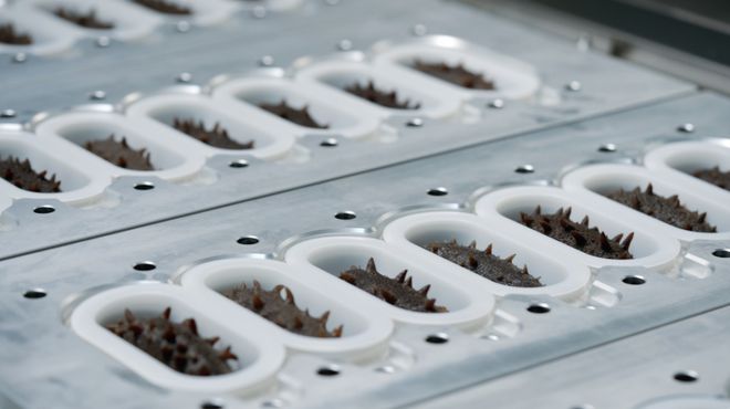 从大海到餐桌全程可查！海参产业迈向标准化新阶段(图2)