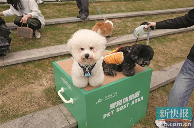 带“毛孩子”出街掀起消费热“宠物友好”经济撬动城市发展新风口(图1)