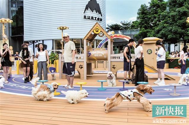 带“毛孩子”出街掀起消费热“宠物友好”经济撬动城市发展新风口(图2)