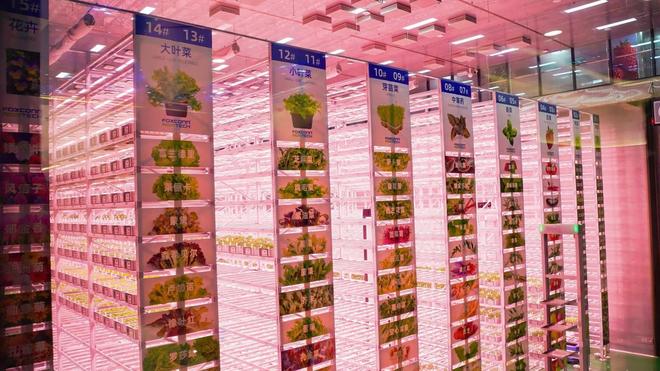 kaiyun体育全站数智赋能、场景破圈青岛农品点亮城市新“丰景”！(图5)