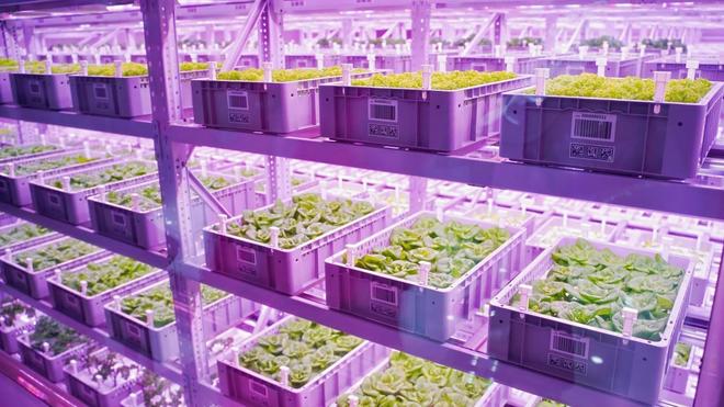 kaiyun体育全站数智赋能、场景破圈青岛农品点亮城市新“丰景”！(图4)