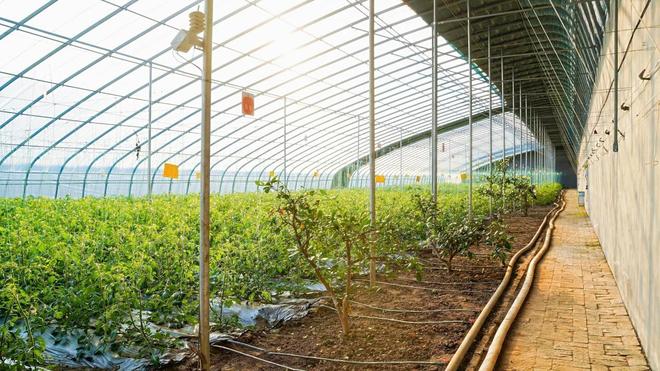 kaiyun体育全站数智赋能、场景破圈青岛农品点亮城市新“丰景”！(图14)