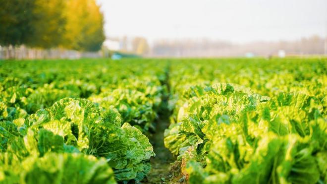 kaiyun体育全站数智赋能、场景破圈青岛农品点亮城市新“丰景”！(图15)